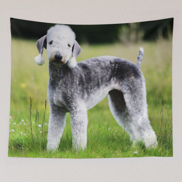 Item preview, Bedlington Terrier Dog Outdoors designed and sold by TheAnimalZ00.