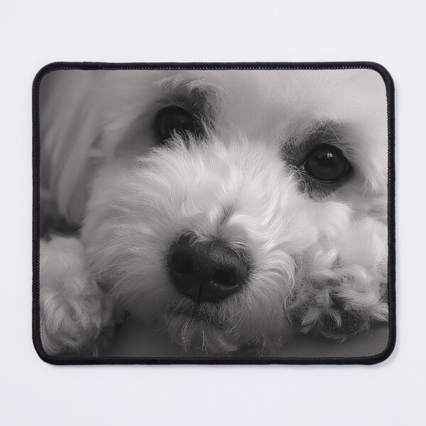 Item preview, Black And White Bichon Frise Face designed and sold by TheAnimalZ00.