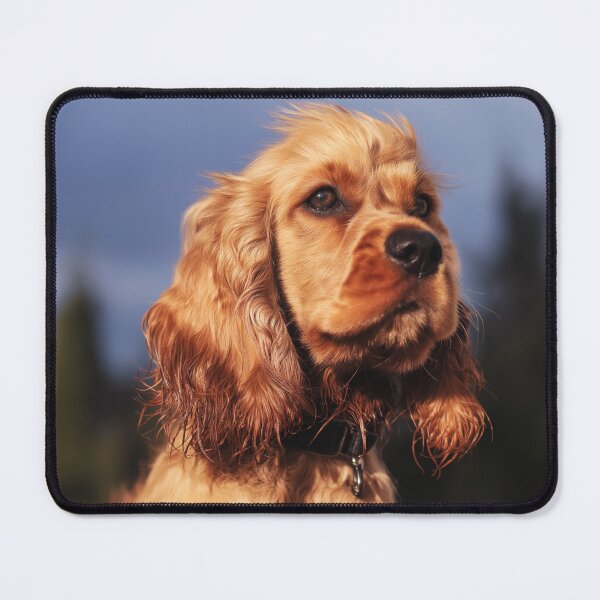 Item preview, Golden Cocker Spaniel in Natural Light Close-Up designed and sold by TheAnimalZ00.