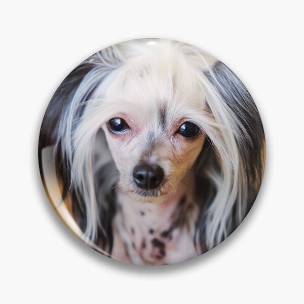 Item preview, Cute Chinese Crested Dog Portrait designed and sold by TheAnimalZ00.