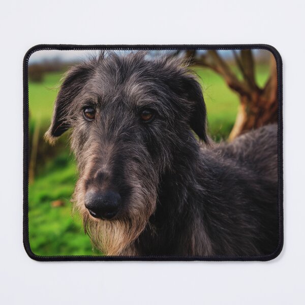 Item preview, Scottish Deerhound Dog Face designed and sold by TheAnimalZ00.