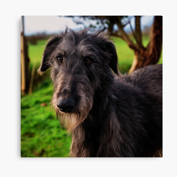 Item preview, Scottish Deerhound Dog Face designed and sold by TheAnimalZ00.