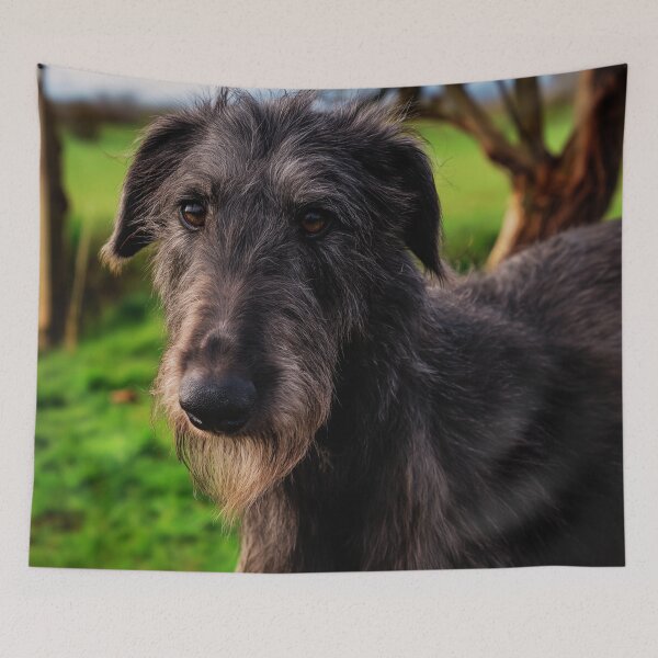 Item preview, Scottish Deerhound Dog Face designed and sold by TheAnimalZ00.
