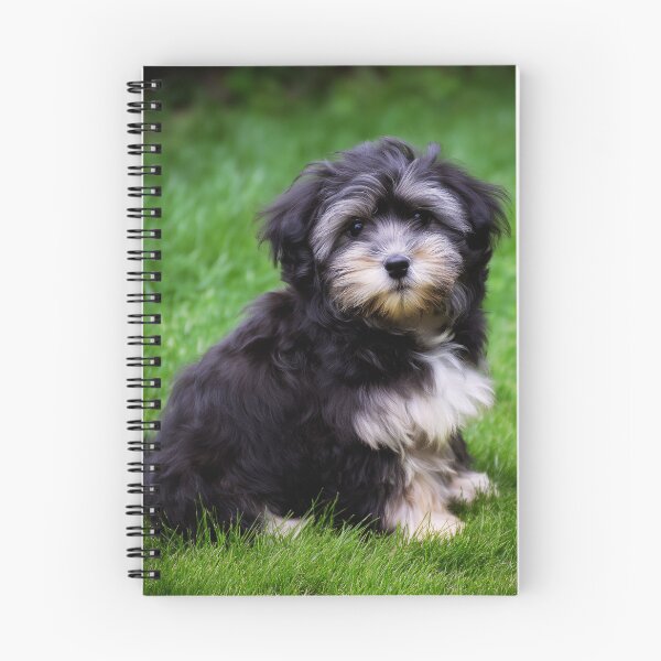 Item preview, Cute Adorable Maltese Puppy designed and sold by TheAnimalZ00.