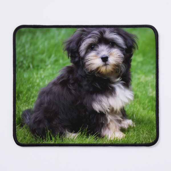 Item preview, Cute Adorable Maltese Puppy designed and sold by TheAnimalZ00.