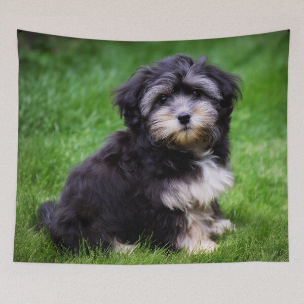 Item preview, Cute Adorable Maltese Puppy designed and sold by TheAnimalZ00.