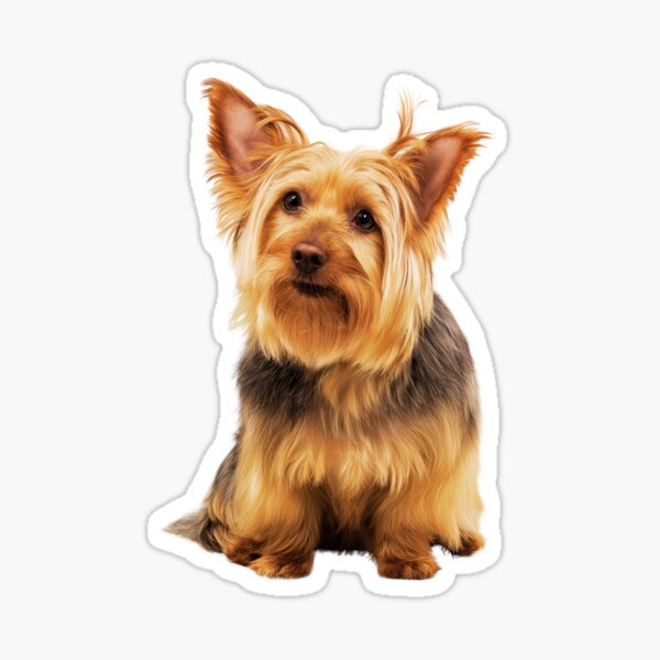 Item preview, Silky Terrier Dog Sitting Portrait designed and sold by TheAnimalZ00.