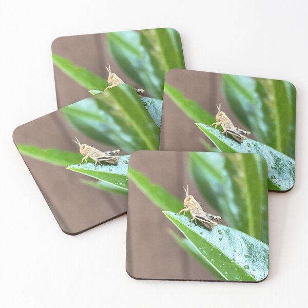 Item preview, Baby Grasshopper on a Leaf Photo designed and sold by A-inProgress.