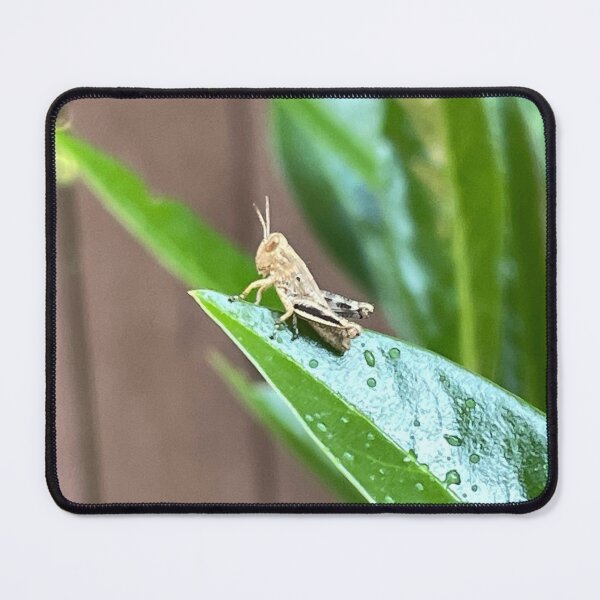 Item preview, Baby Grasshopper on a Leaf Photo designed and sold by A-inProgress.