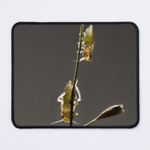 Item preview, Insects on grass in subtle backlighting designed and sold by franck380.