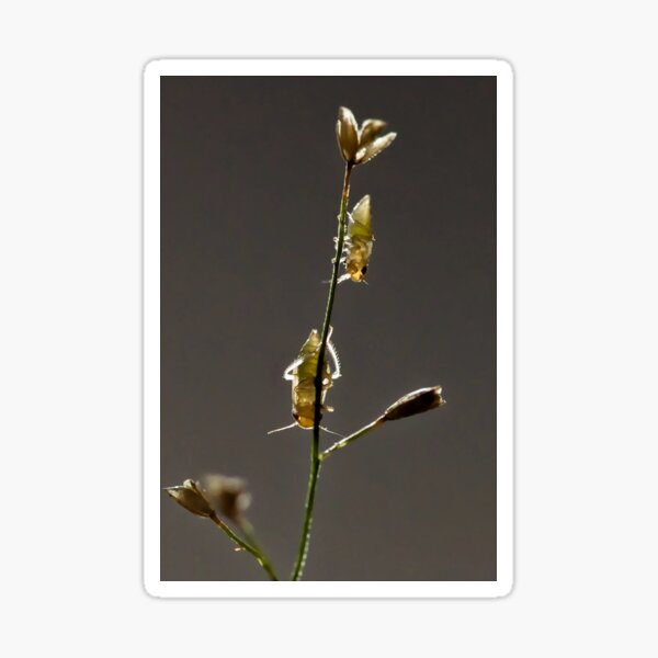 Item preview, Insects on grass in subtle backlighting designed and sold by franck380.