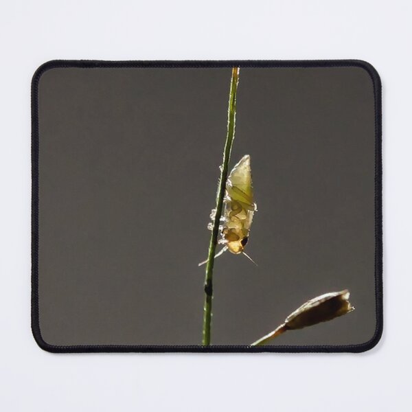 Item preview, Insects on grass in subtle backlighting designed and sold by franck380.