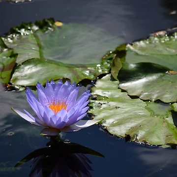 Artwork thumbnail, Blue Lotus by Tracy Engle