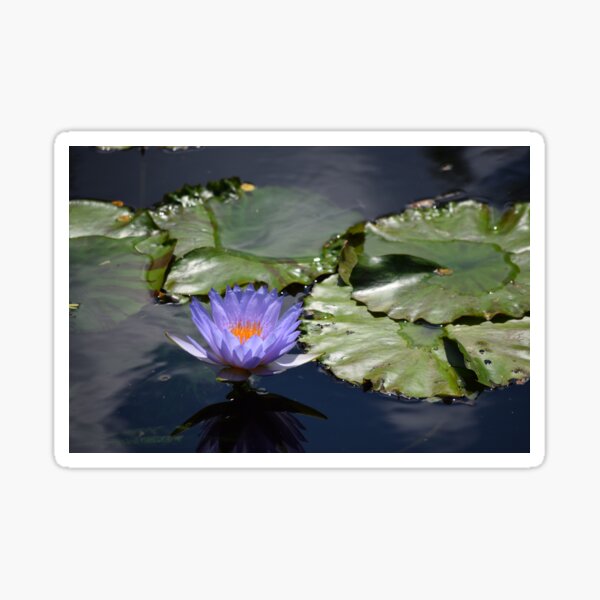Item preview, Blue Lotus designed and sold by Tracy Engle.