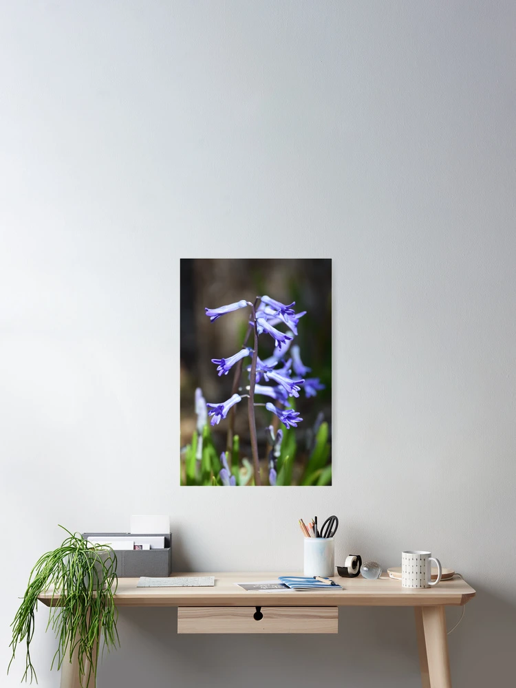 Thumbnail 2 of 3, Poster, Blue Spring designed and sold by Tracy Engle.