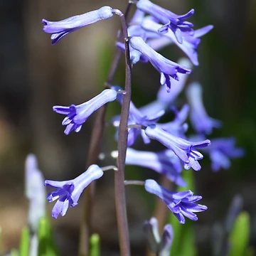 Artwork thumbnail, Blue Spring by Tracy Engle