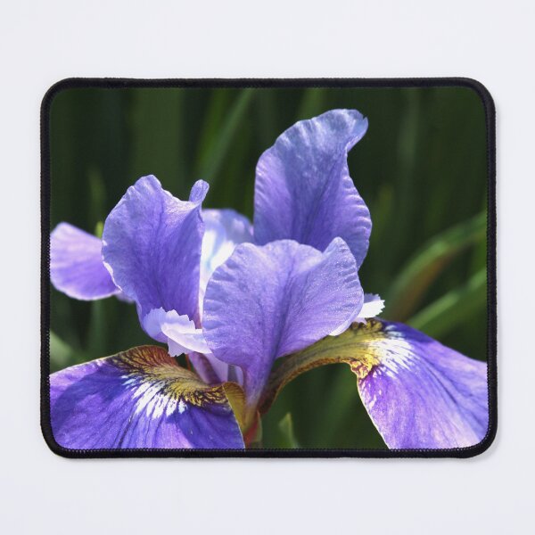 Item preview, Purple Flame Blue Flag Iris designed and sold by WilfuerM.