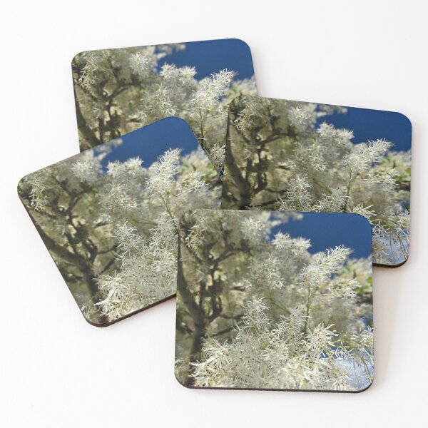 Item preview, Árbol de flecos Chionanthus virginicus designed and sold by Betsy Phillips.