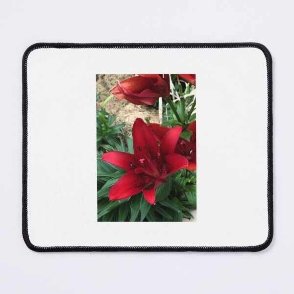 Item preview, Asiatic Lily designed and sold by Quantum-Life.
