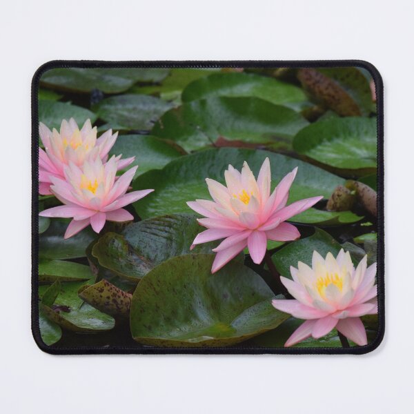 Item preview, Four Lotuses designed and sold by Tracy Engle.