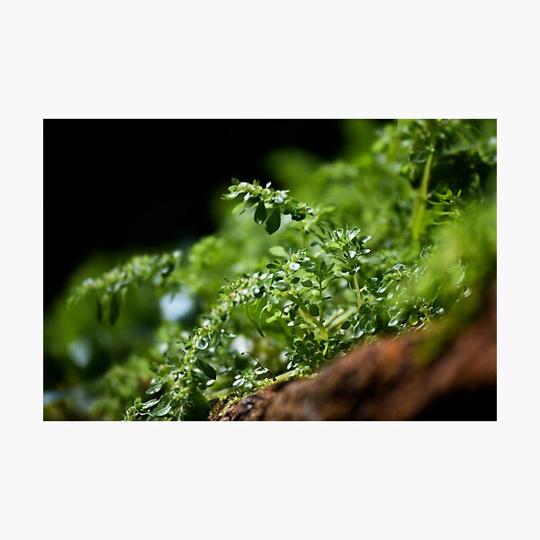 Item preview, Growing Moss designed and sold by Tracy Engle.