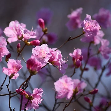 Artwork thumbnail, Spring Dreams by Tracy Engle