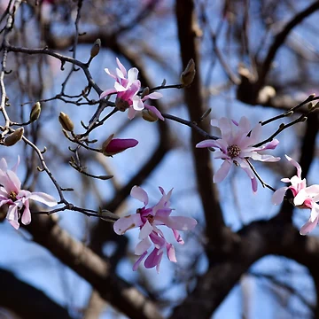 Artwork thumbnail, Star Magnolia by Tracy Engle