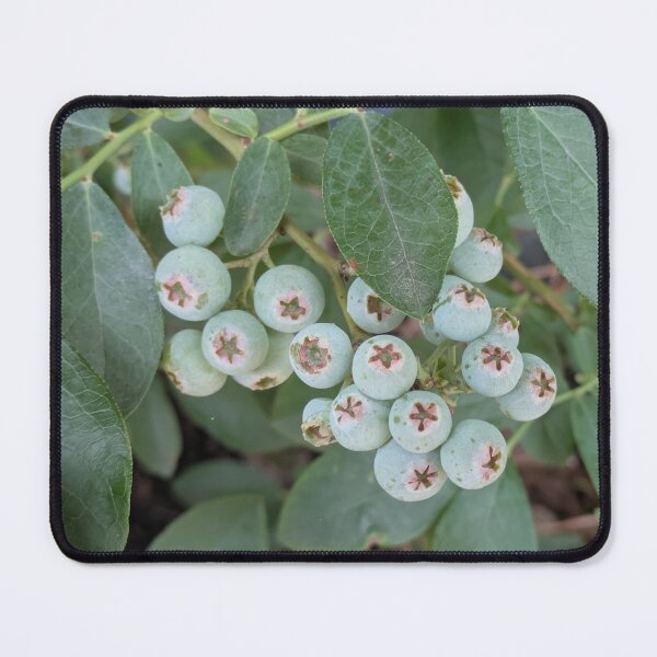 Item preview, Blueberries Ripening designed and sold by Gaasuba.
