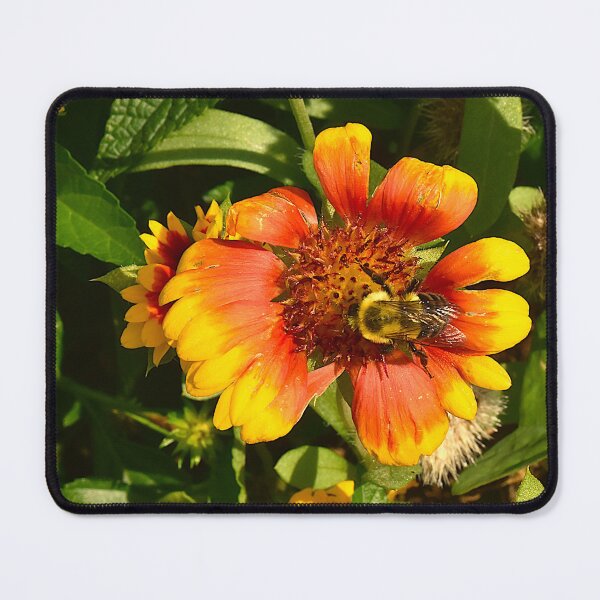 Item preview, Bumblebee on an Indian Blanket Flower designed and sold by MercerImages.