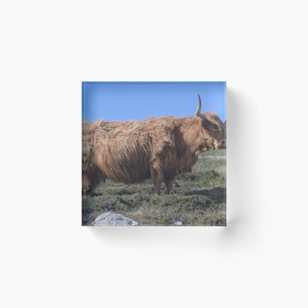 Item preview, Highland Coo. Isle of Harris designed and sold by Derren Jones.