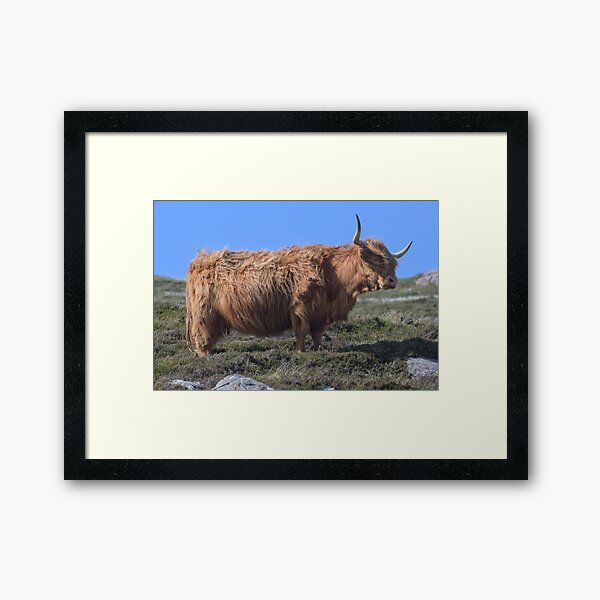 Item preview, Highland Coo. Isle of Harris designed and sold by Derren Jones.