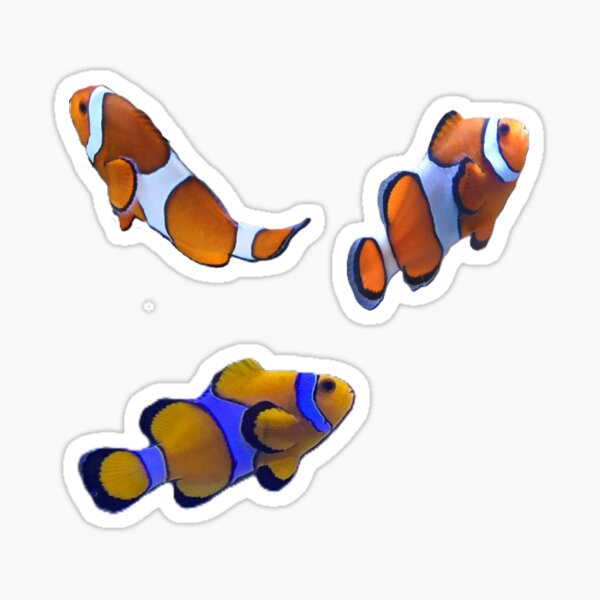 Item preview, Clownfish designed and sold by Kawaii-Cuteness.
