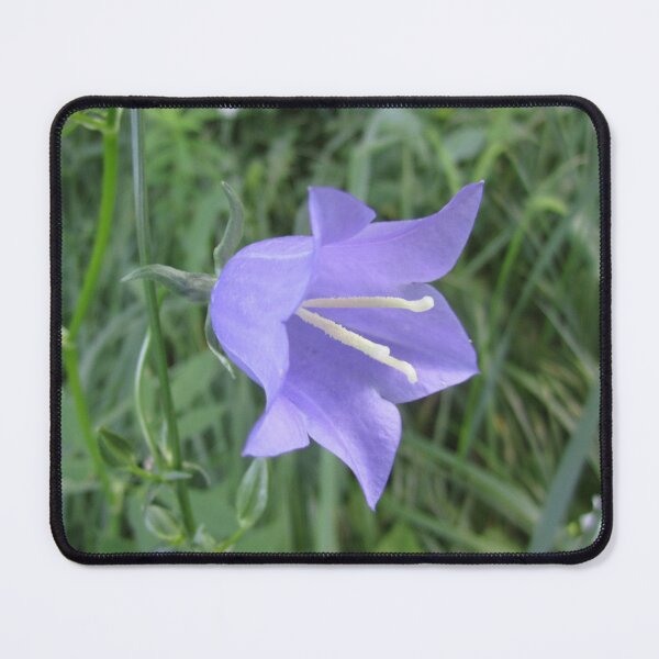Item preview, Bellflower designed and sold by Alexander Krishchyunas.