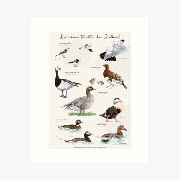 Item preview, Les oiseaux terrestres du Svalbard - FR version designed and sold by Maudeux.