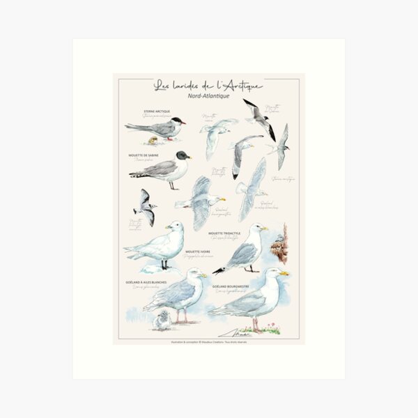 Aperçu de l'œuvre Les laridés de l'Arctique - version FR créée et vendue par Maudeux.