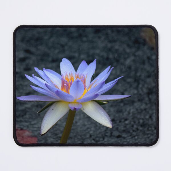 Item preview, Lotus in the Rain designed and sold by Tracy Engle.