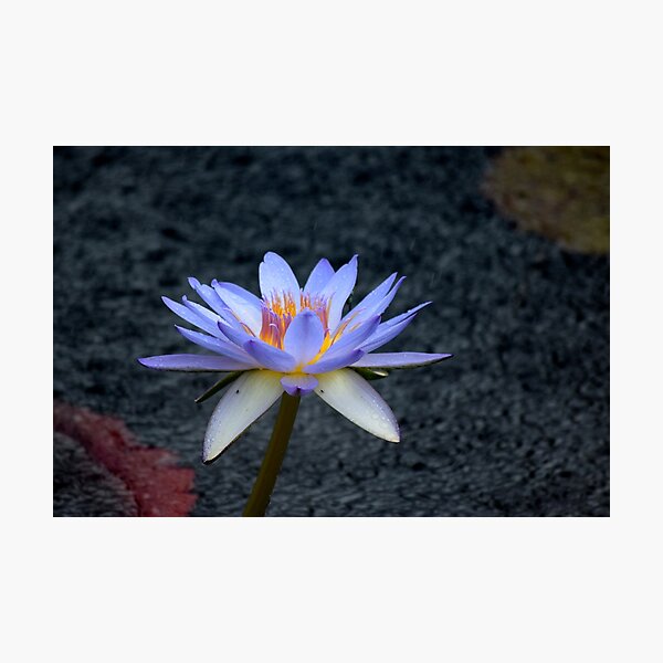 Item preview, Lotus in the Rain designed and sold by Tracy Engle.