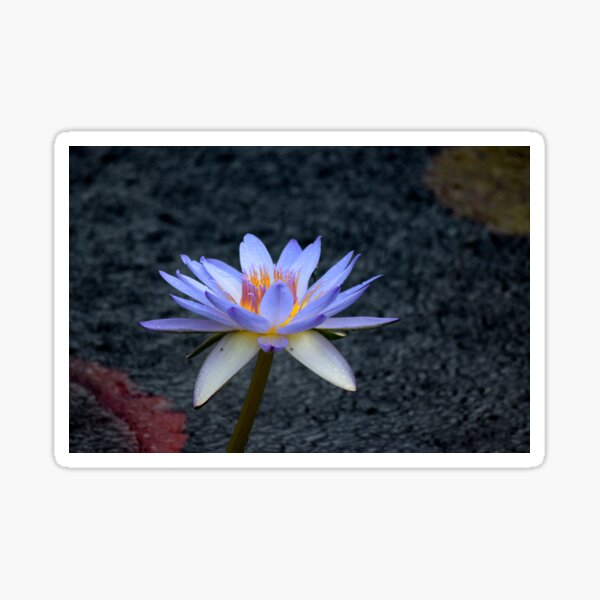 Item preview, Lotus in the Rain designed and sold by Tracy Engle.