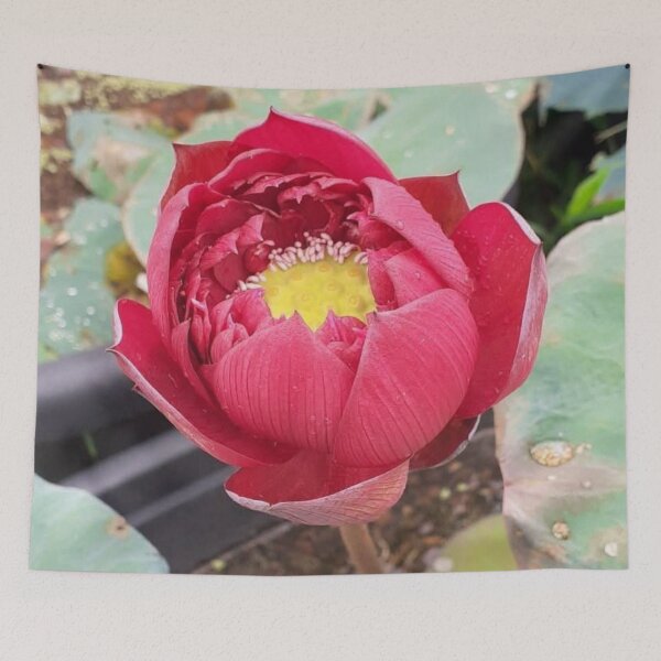 Item preview, Red umbrella lotus 1 designed and sold by Billiard6163.