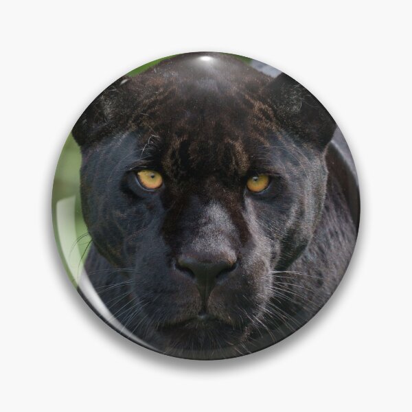 Item preview, Striking Jaguar Among Lush Foliage designed and sold by rawshutterbug.