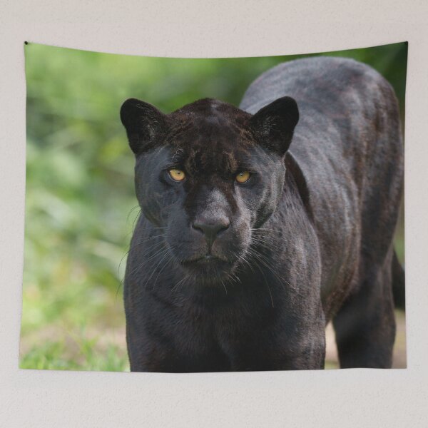 Item preview, Striking Jaguar Among Lush Foliage designed and sold by rawshutterbug.