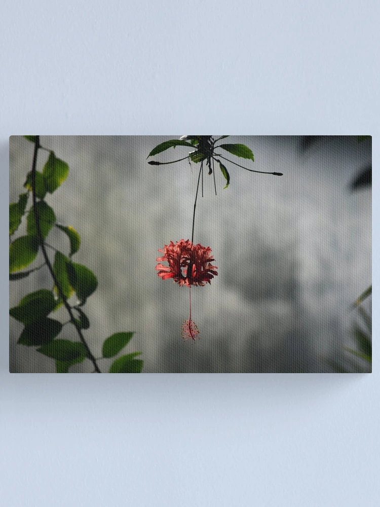 Thumbnail 1 of 3, Canvas Print, Music designed and sold by Tracy Engle.