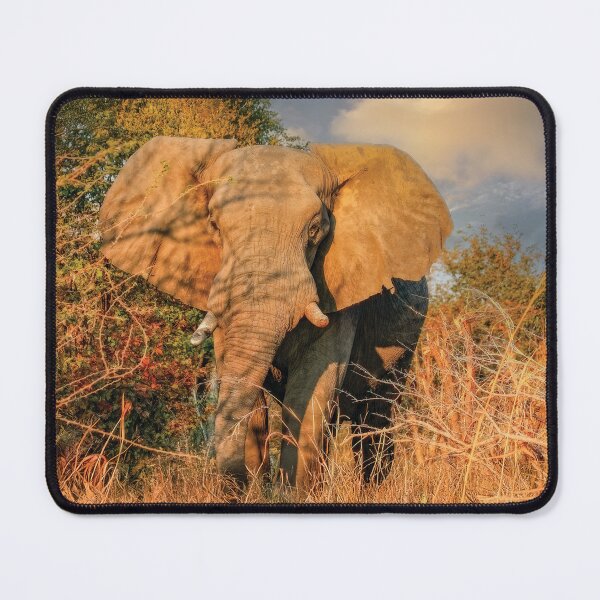 Item preview, Elephant On Approach designed and sold by Kay Brewer.