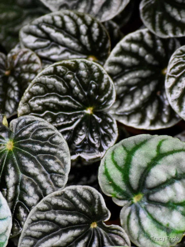 Thumbnail 4 of 4, iPhone Case, Peperomia designed and sold by Tracy Engle.