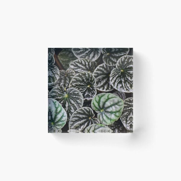 Item preview, Peperomia designed and sold by Tracy Engle.