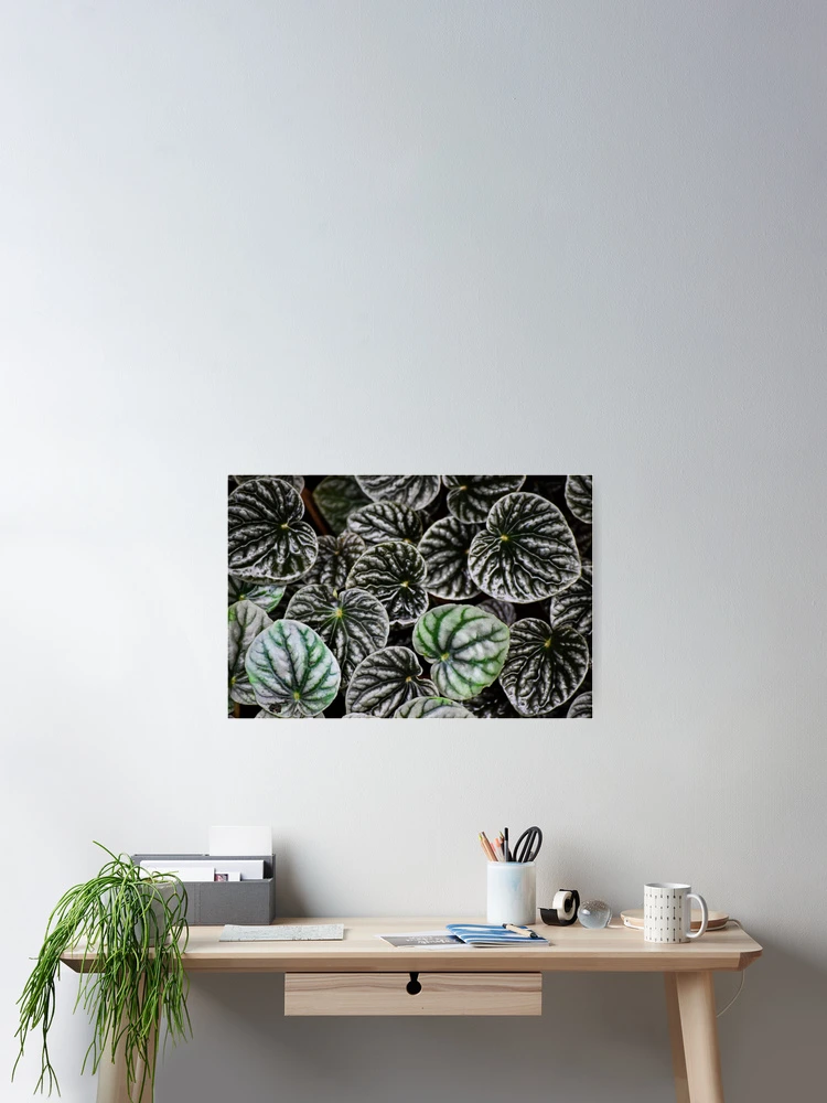 Thumbnail 2 of 3, Poster, Peperomia designed and sold by Tracy Engle.