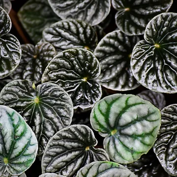 Artwork thumbnail, Peperomia by Tracy Engle
