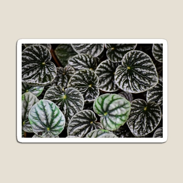 Item preview, Peperomia designed and sold by Tracy Engle.