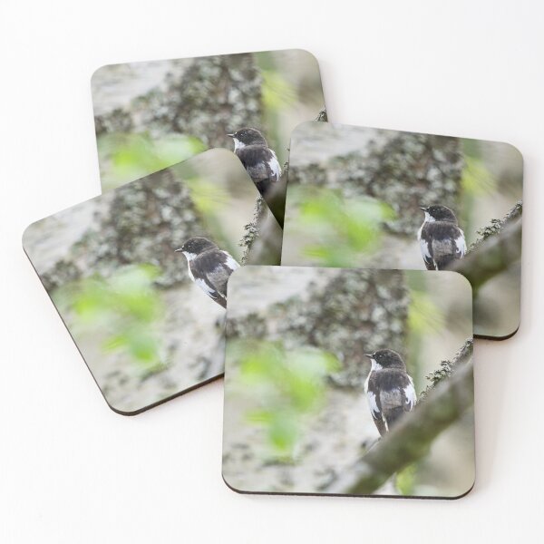 Item preview, Grayback. European pied flycatcher designed and sold by Jouko Lehto Photography.