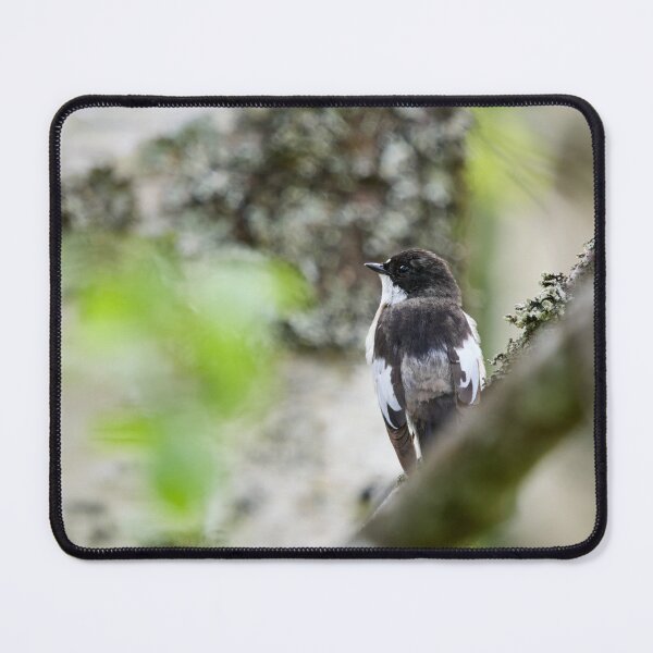 Item preview, Grayback. European pied flycatcher designed and sold by Jouko Lehto Photography.